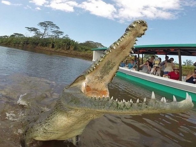 crocodile tour jaco
