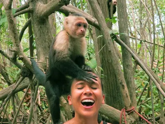 monkey tour jaco